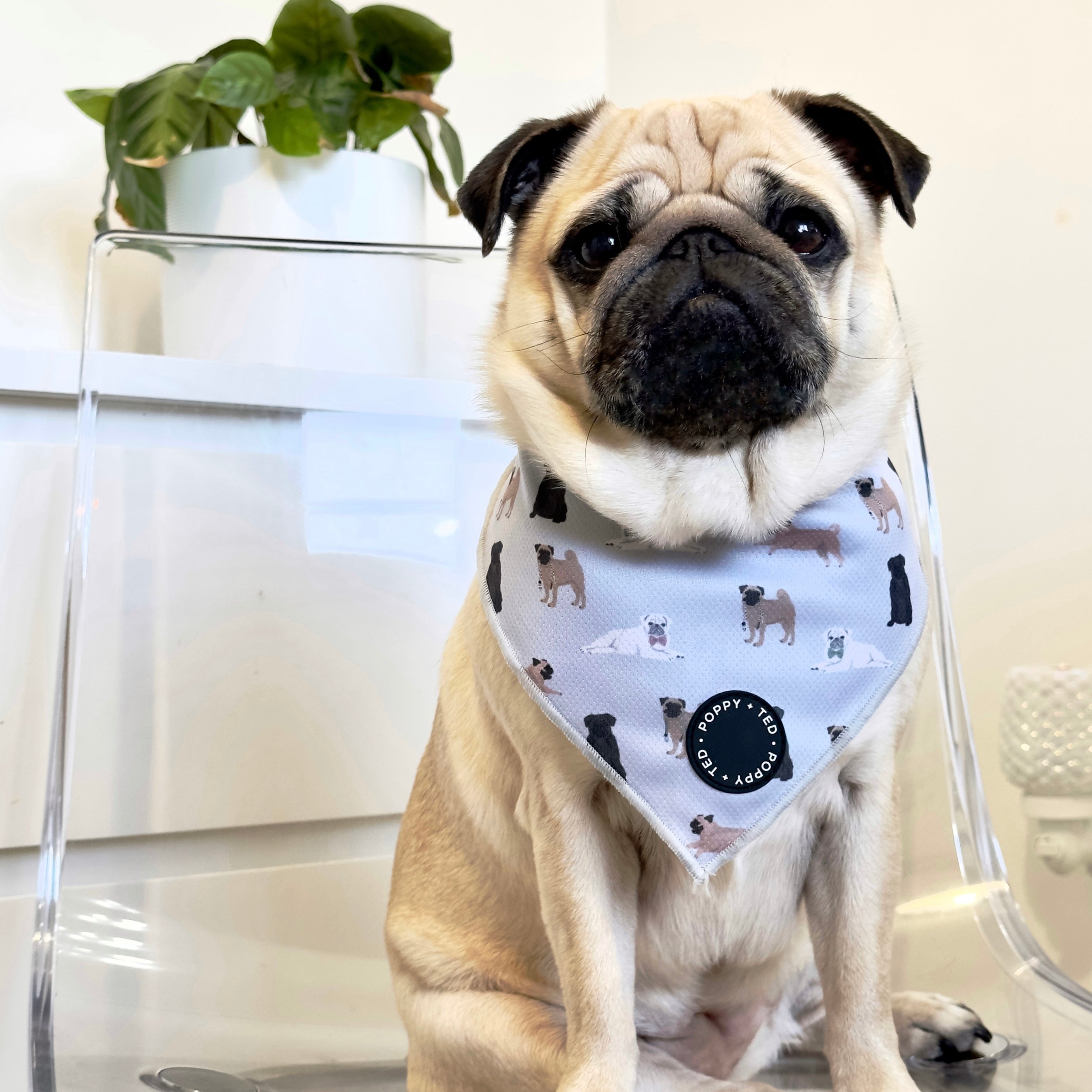 Pug bandana cheap