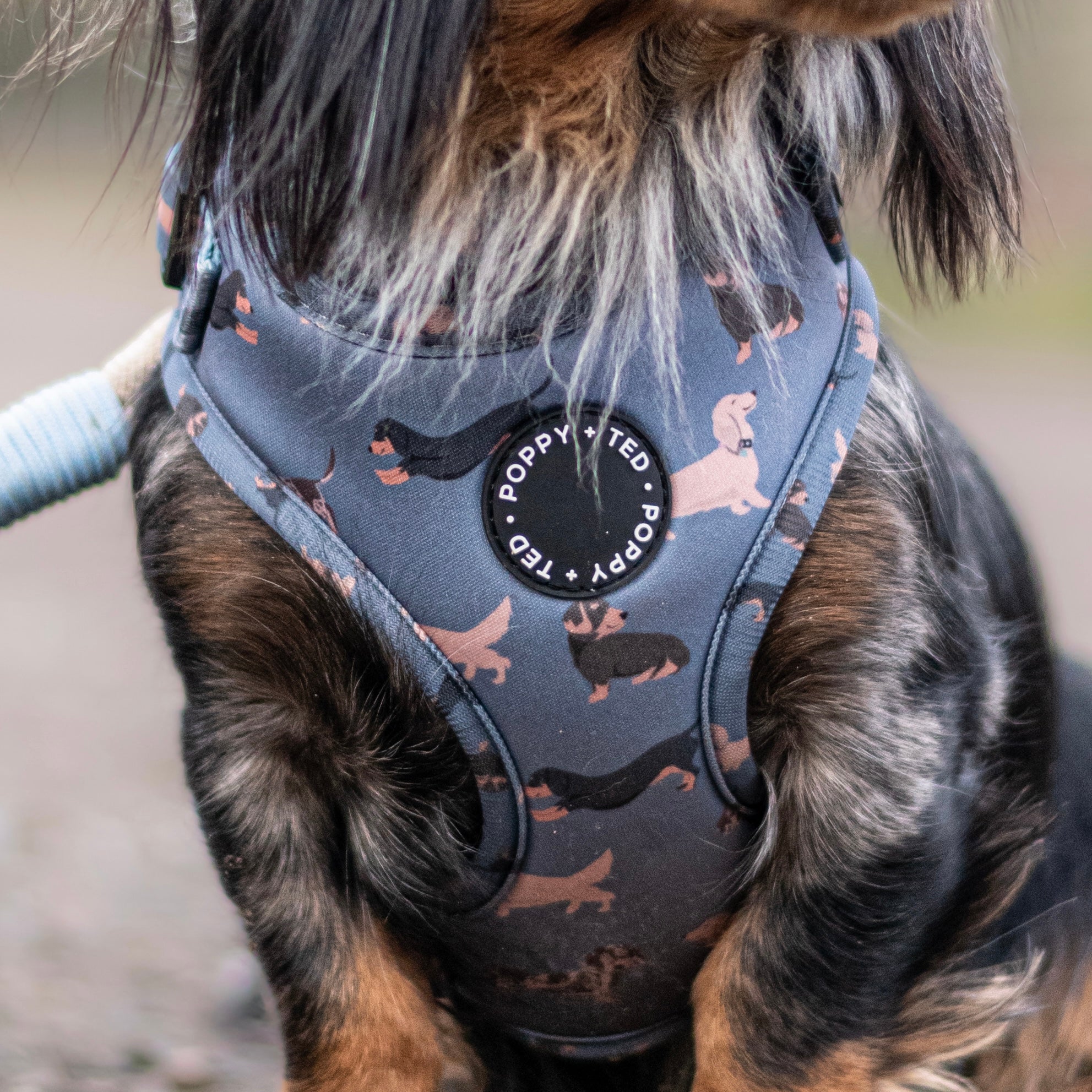 Dachshund collars and clearance harnesses