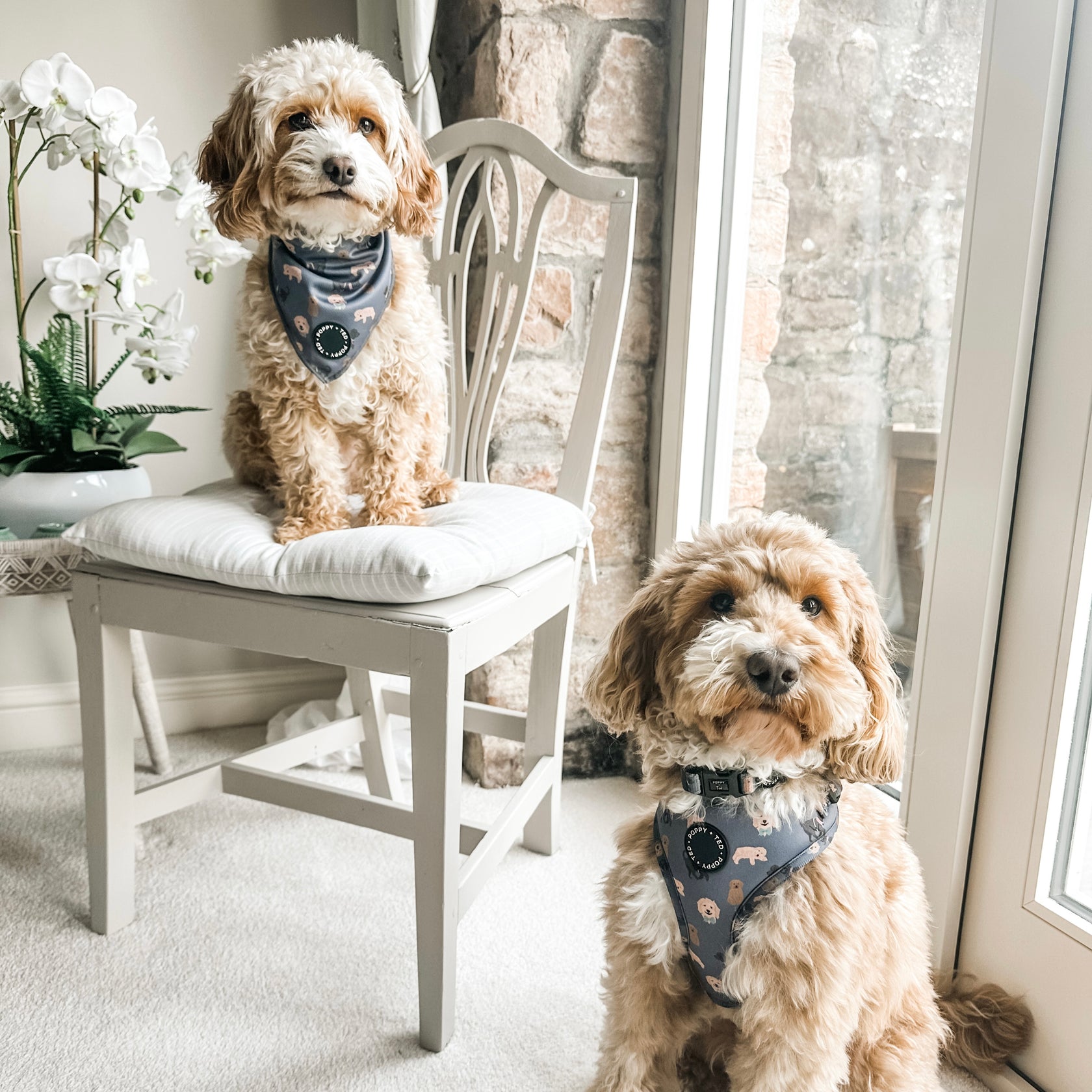 Cockapoo/Cavapoo/Doodle Harness Breed Collection Poppy + Ted
