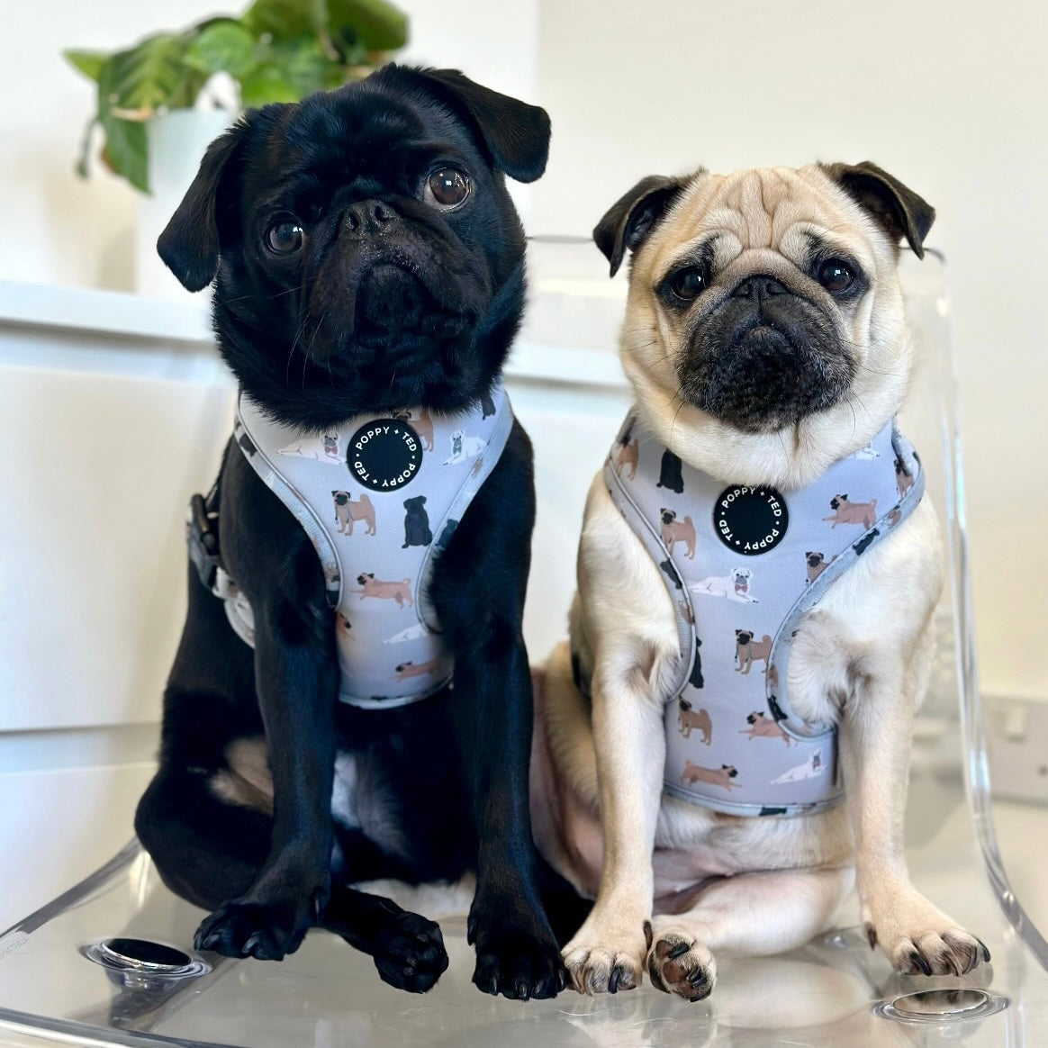 Pug life best sale dog harness