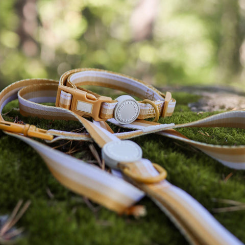 Ombré Essentials | Dog Collar | Yellow Gold