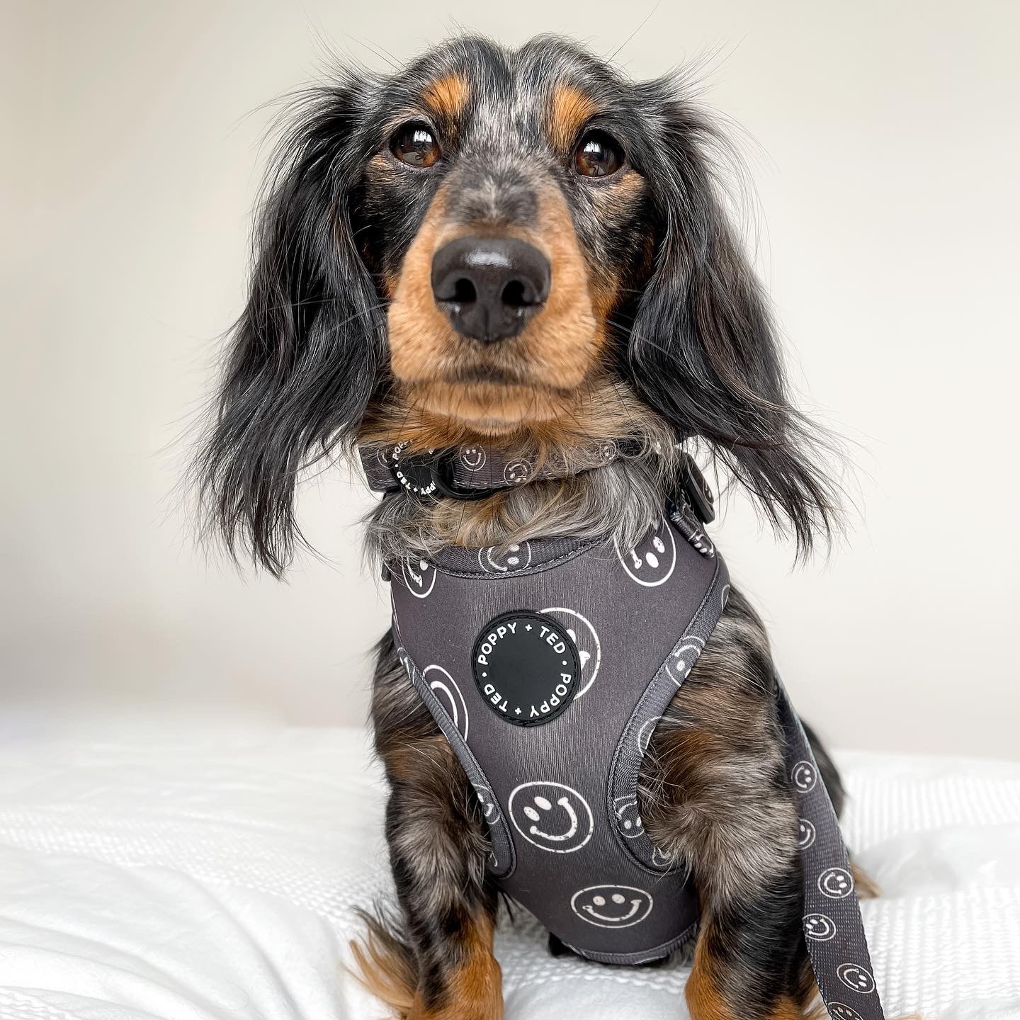 Walk + Wear | Adjustable Dog Harness | Happy Stamp