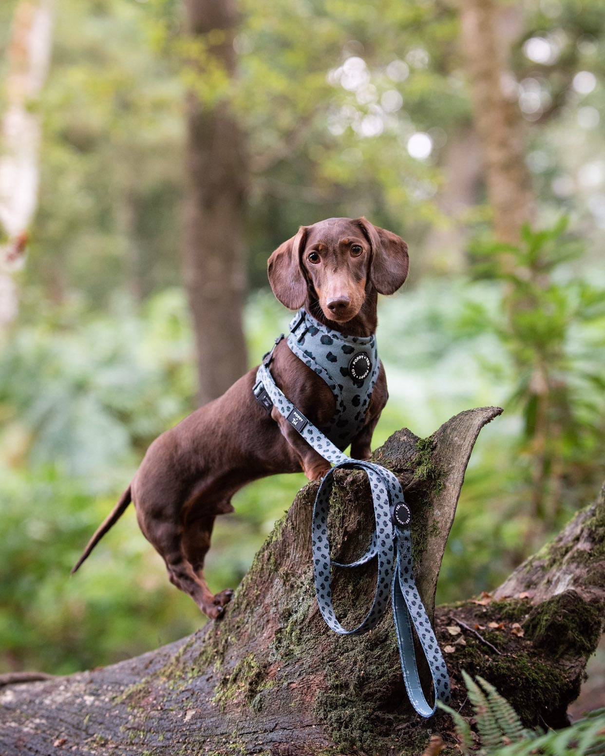 Walk + Wear | Adjustable Dog Harness | Wild Leopard - Khaki