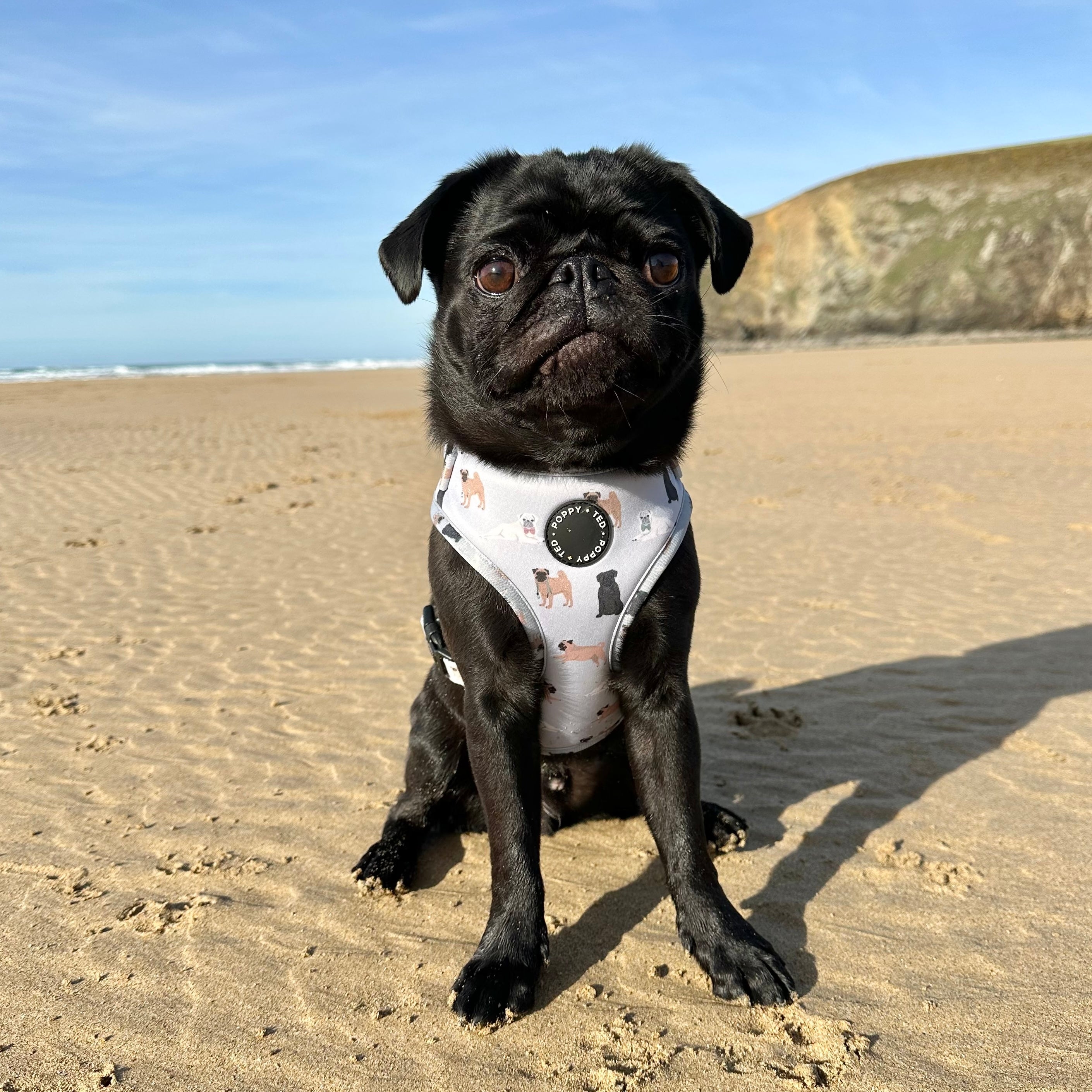 Pug harness store and lead