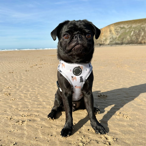 Pug Harness: Breed Collection