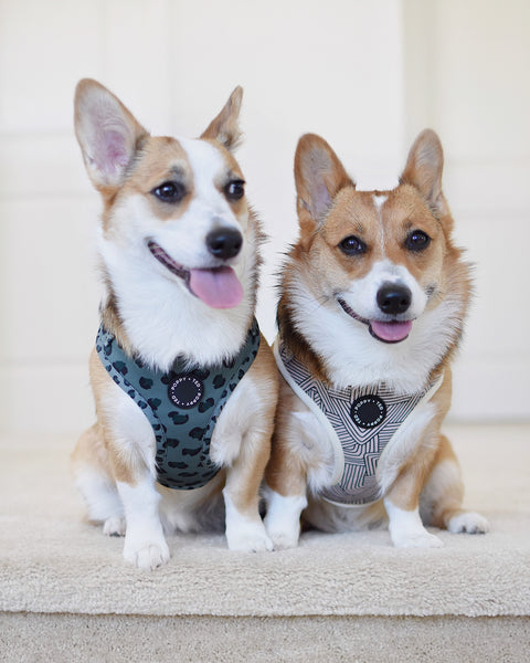 Walk + Wear | Adjustable Dog Harness | Wild Leopard - Khaki