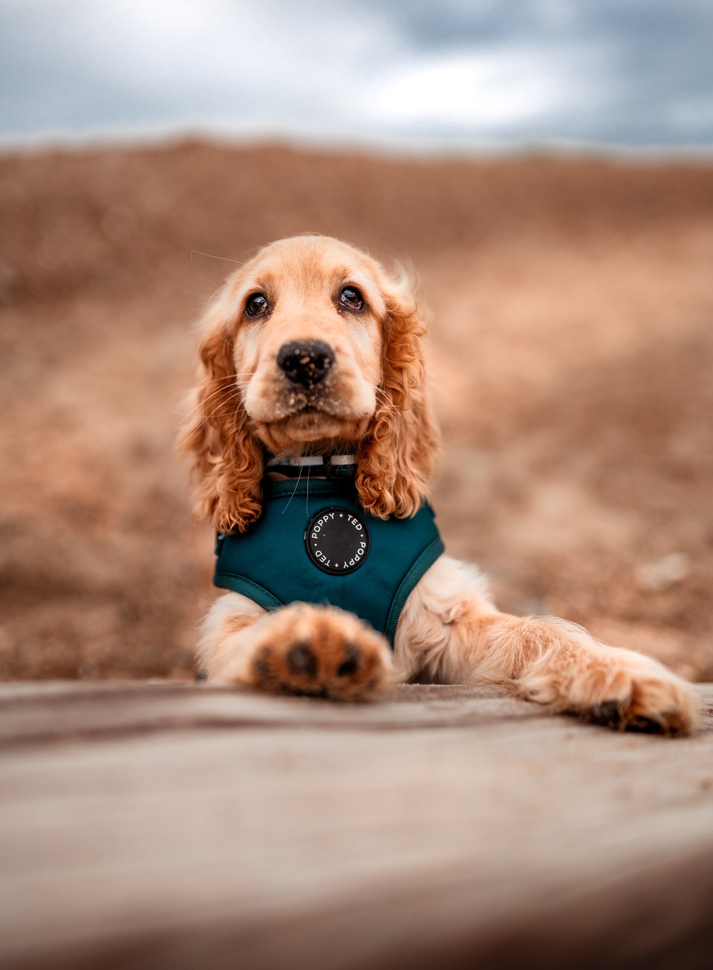 Essentials Collection | Adjustable Dog Harness | Teal