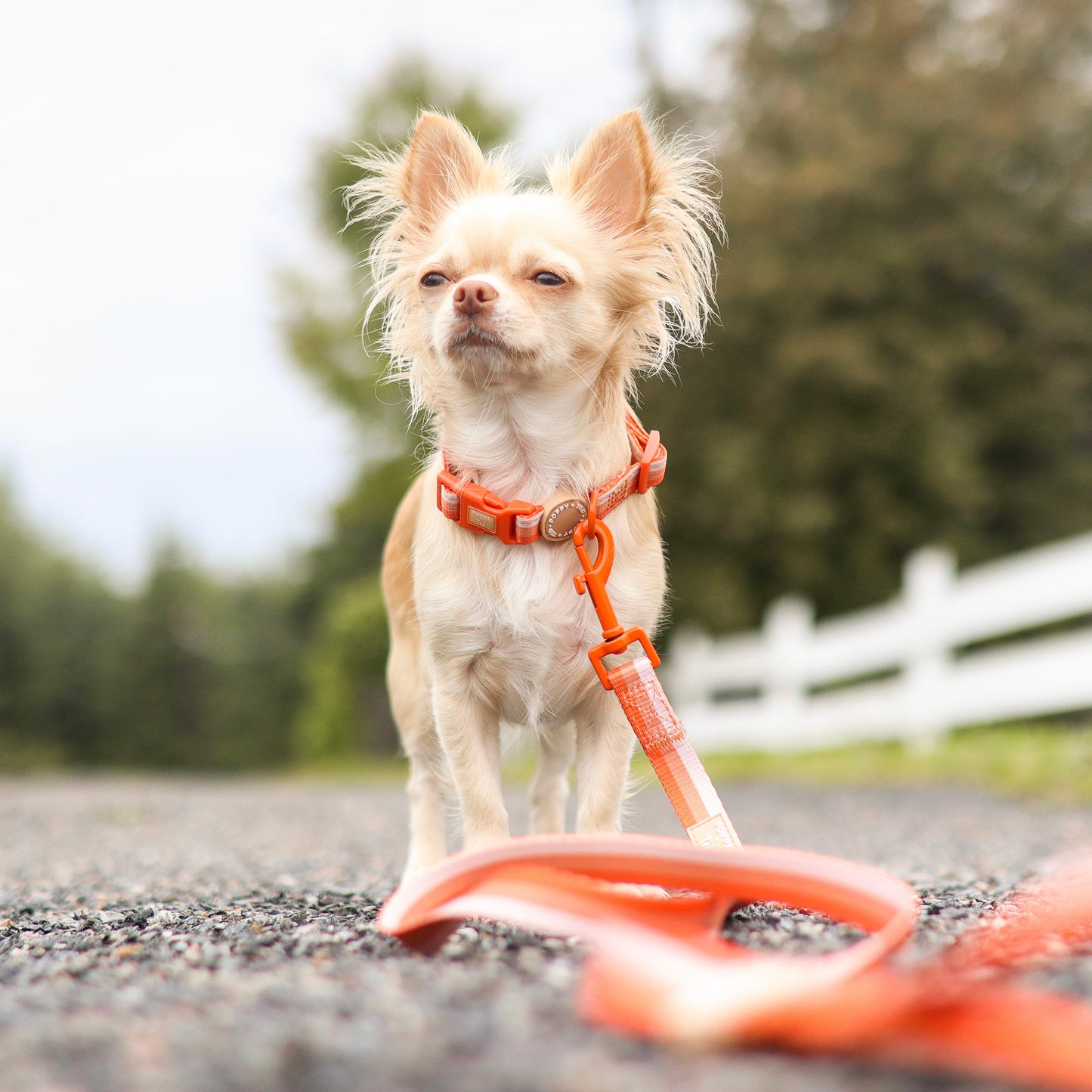 Ombré Essentials | Dog Collar | Auburn Orange