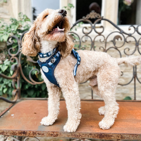 Ombré Essentials | Dog Collar | Navy Blue