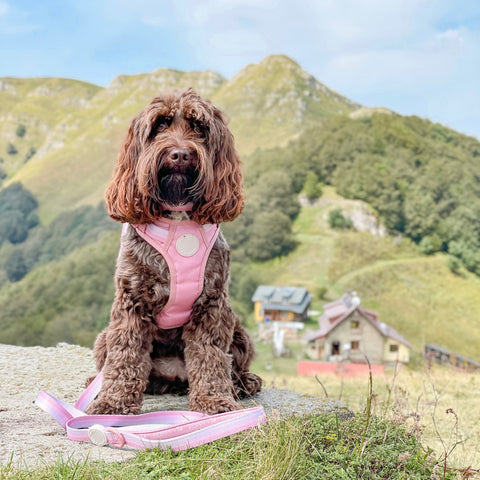 Ombré Essentials | 3-Click Tough Harness | Rose Pink