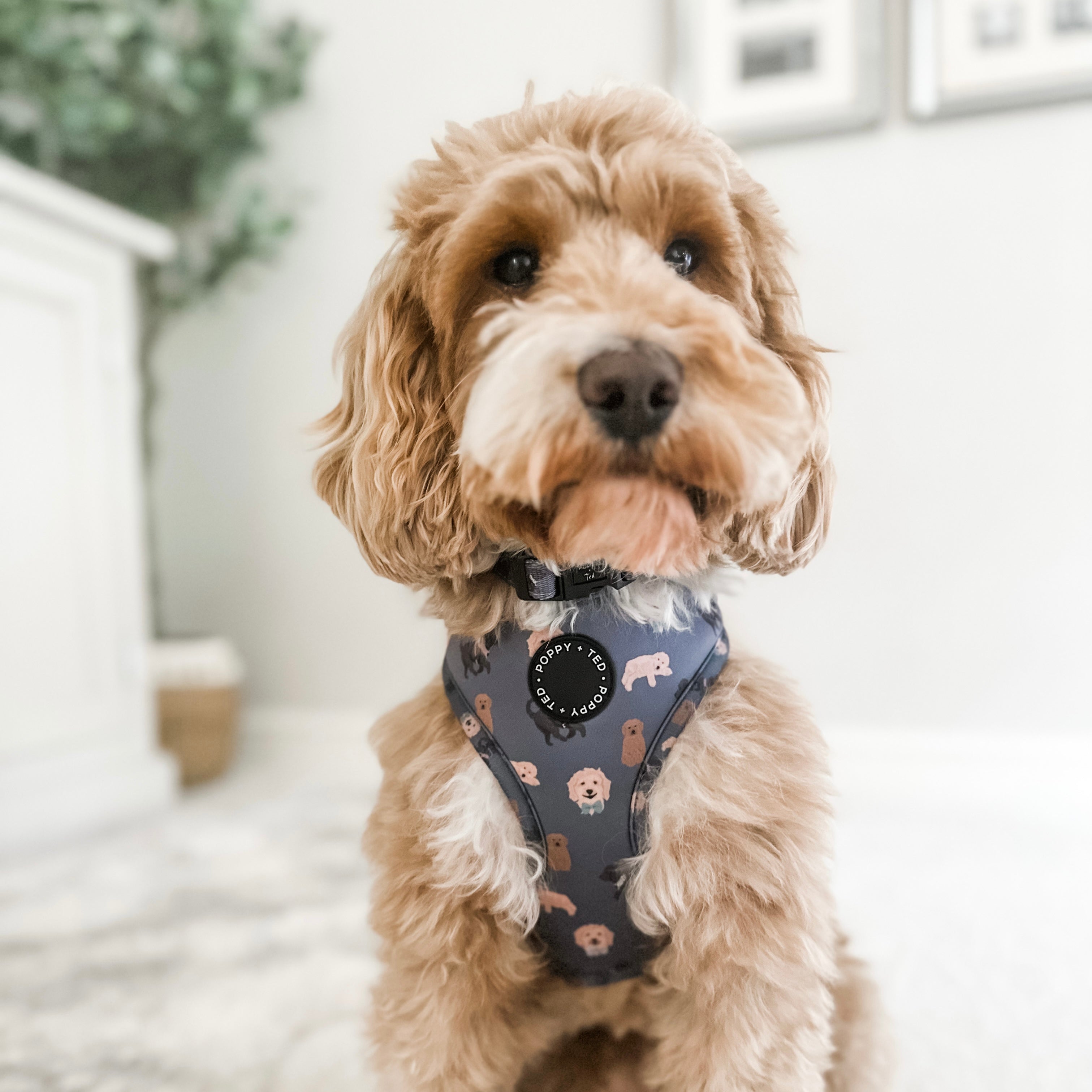 Cockapoo harness on sale