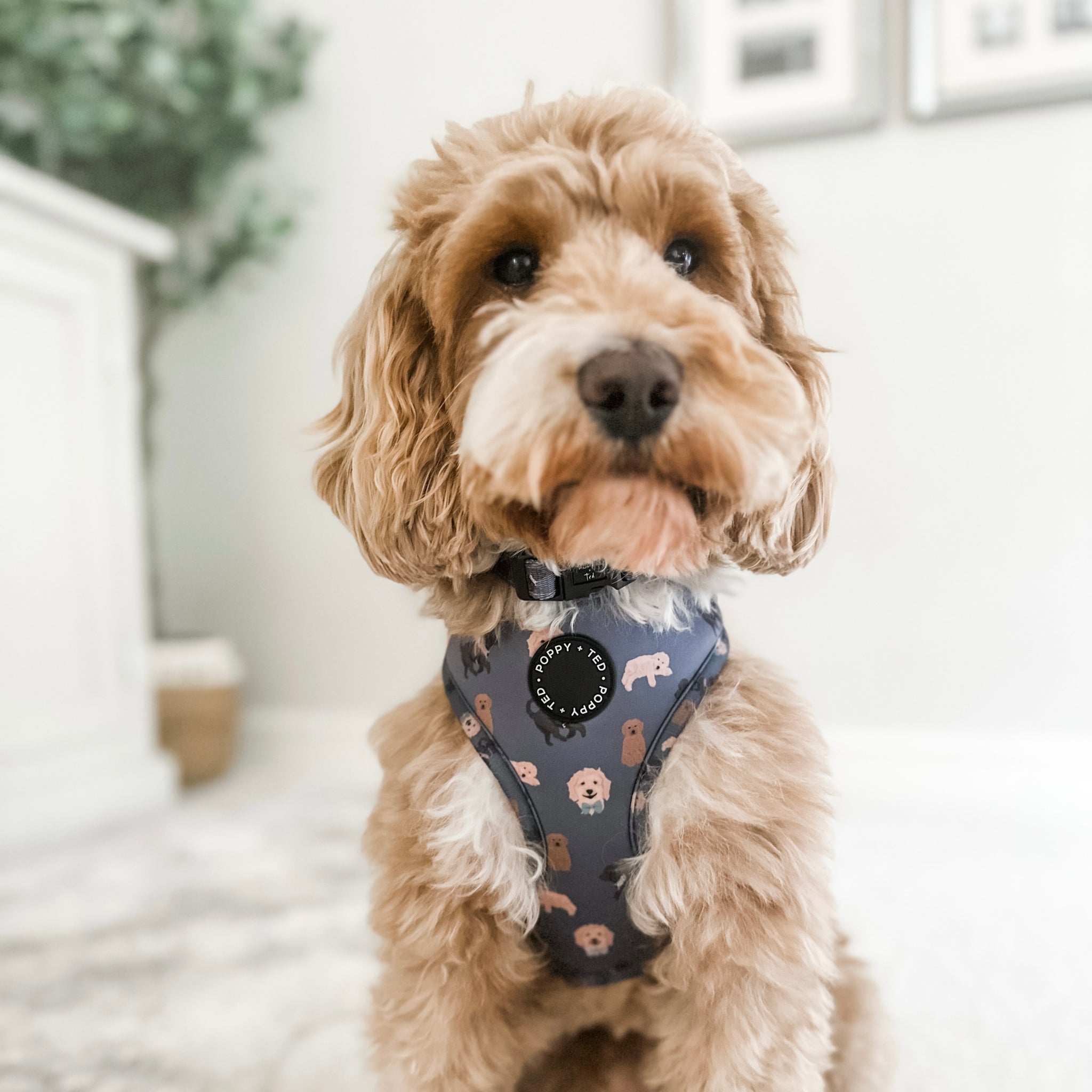 Cockapoo/Cavapoo/Doodle Harness Breed Collection Poppy + Ted