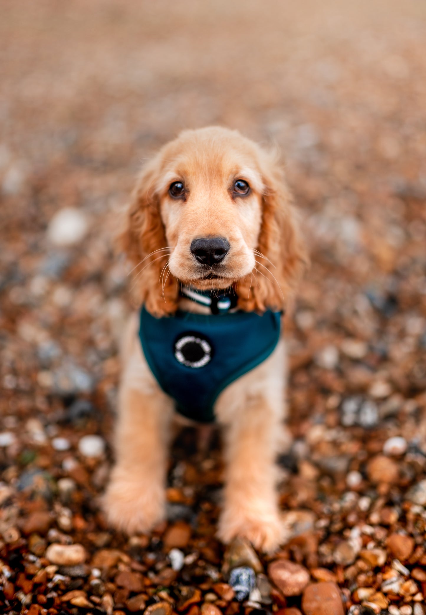 Essentials Collection | Adjustable Dog Harness | Teal