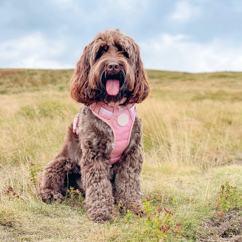 Ombré Essentials | 3-Click Tough Harness | Rose Pink