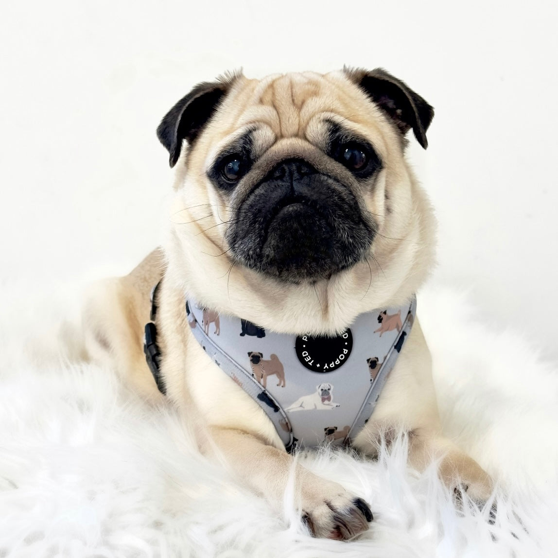 Pug Harness: Breed Collection