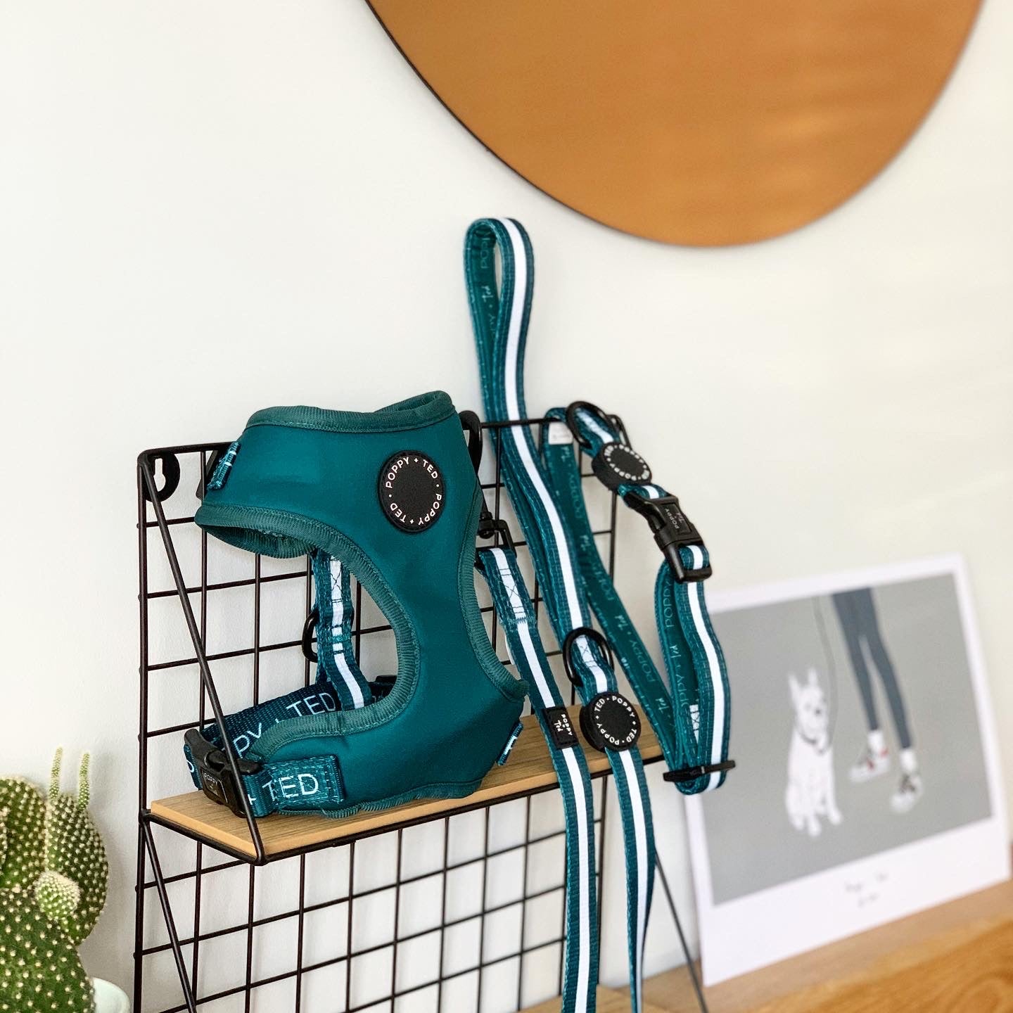 Essentials Collection | Adjustable Dog Harness | Teal