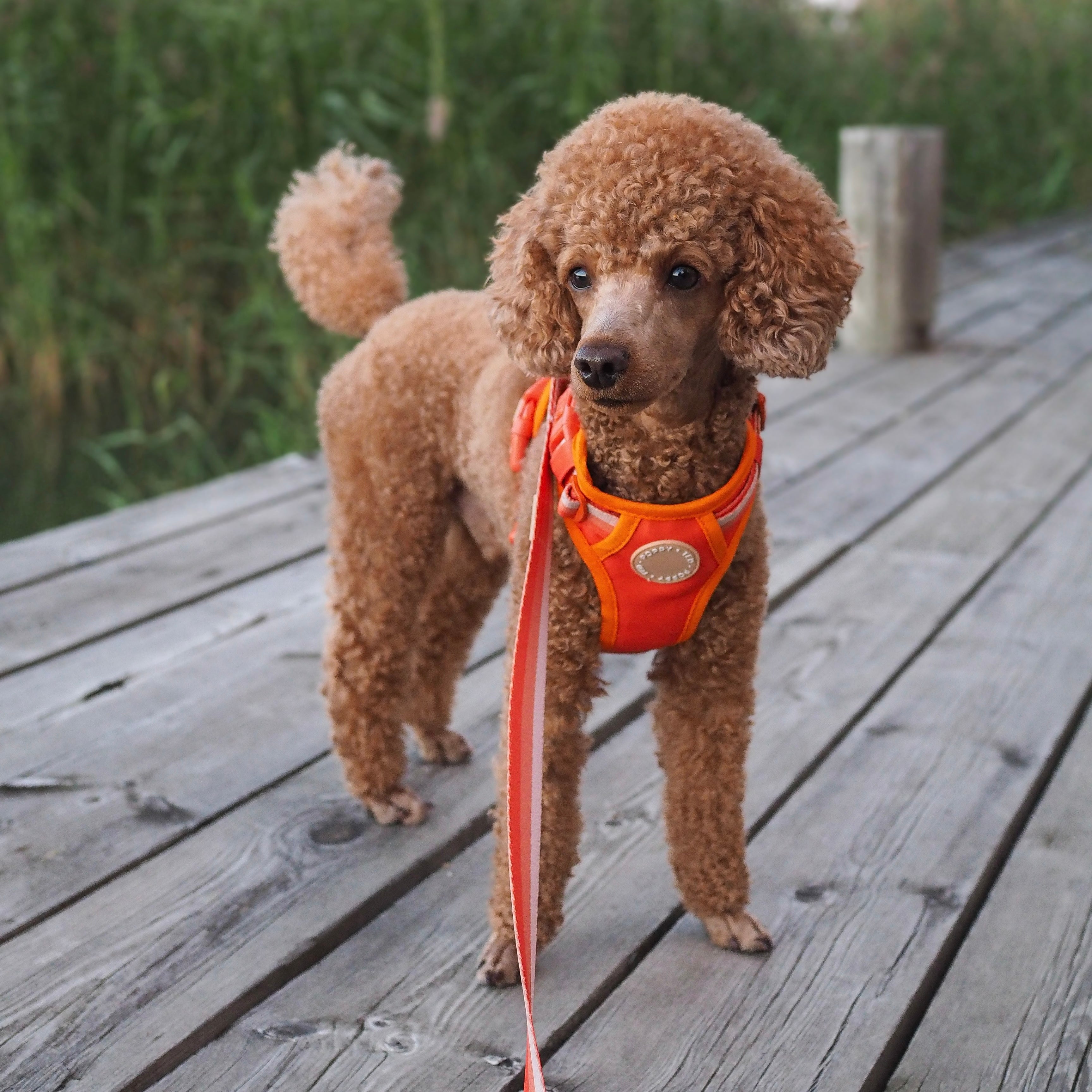 Auburn 2024 dog harness