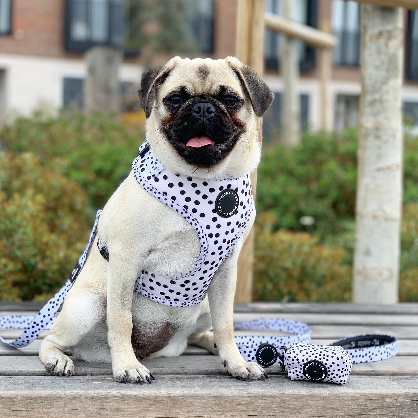 Walk + Wear | Adjustable Dog Harness | Spot that Dog