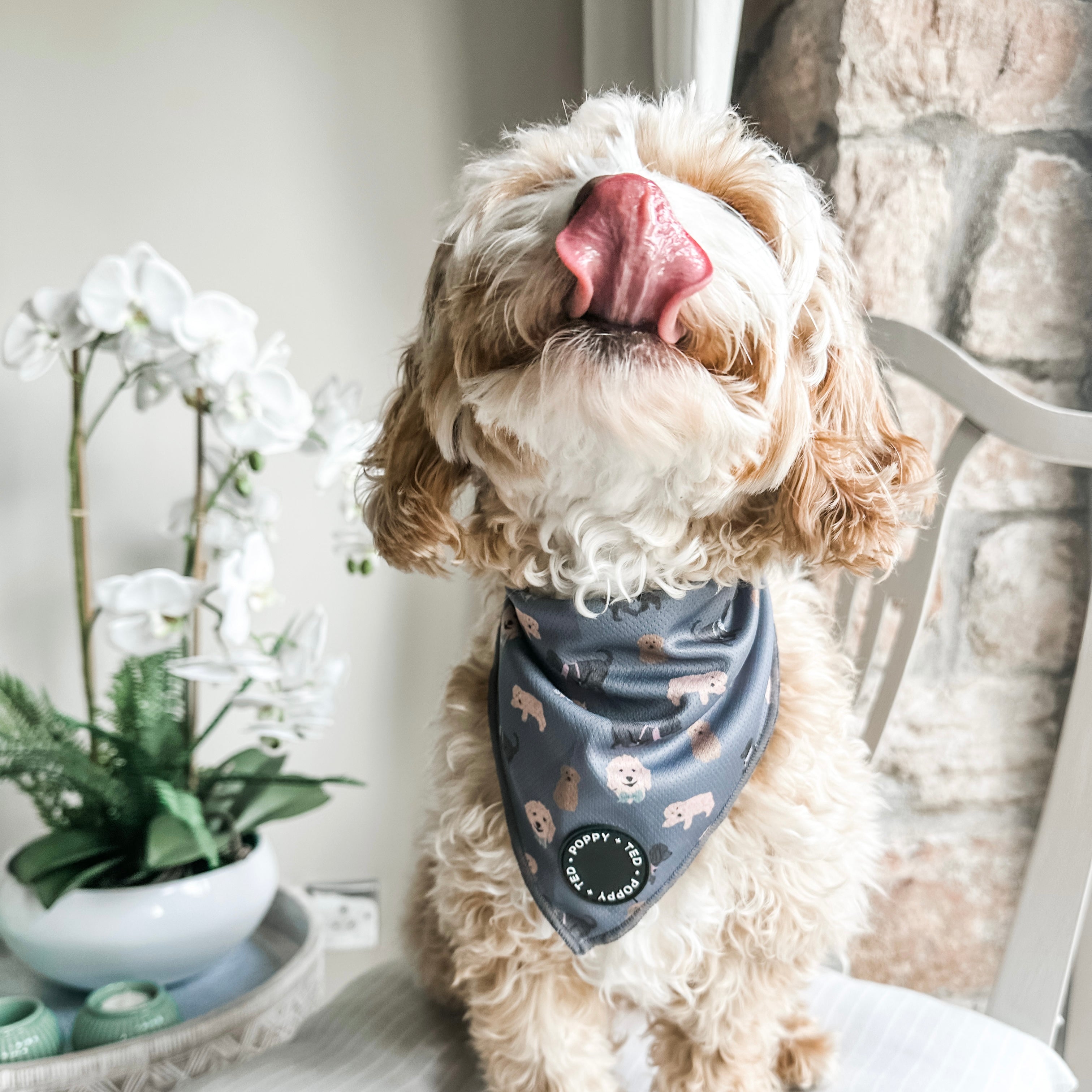 Cockapoo bandana outlet