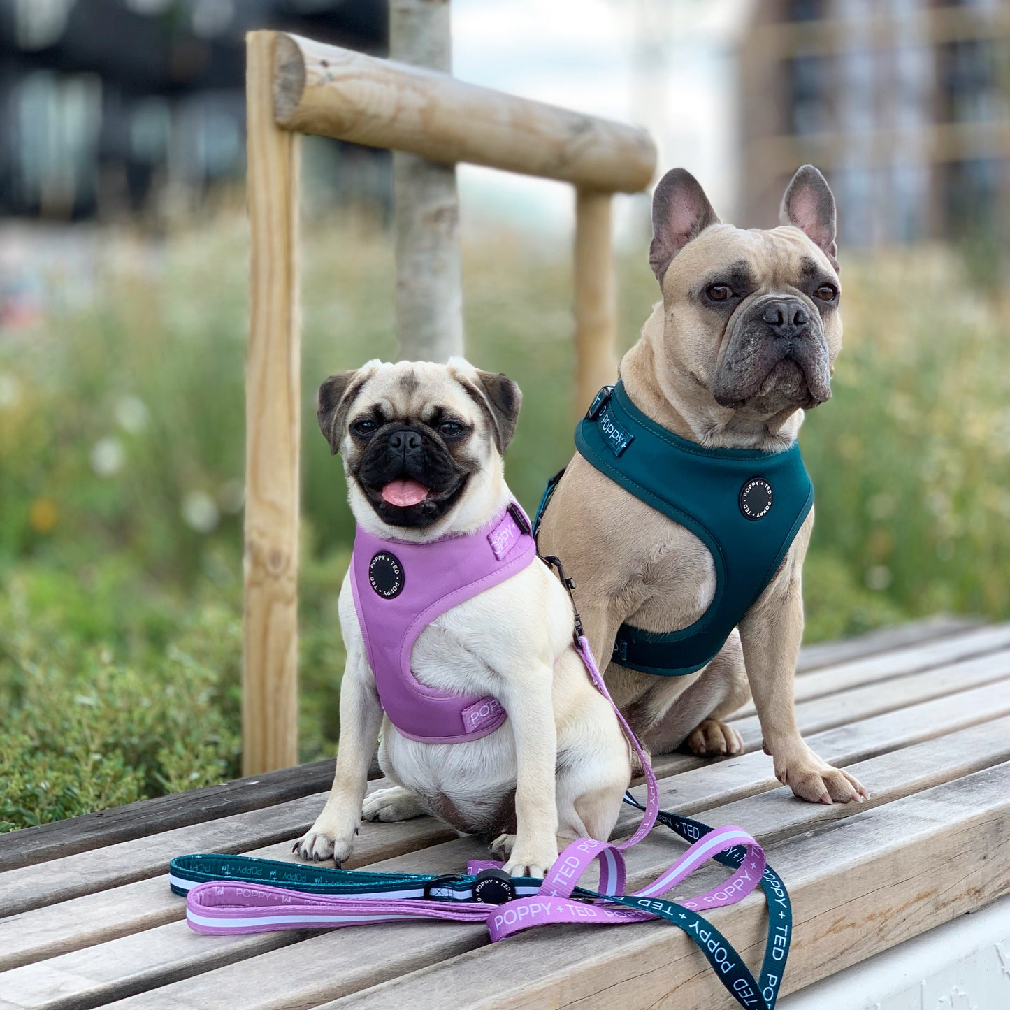 Essentials Collection | Adjustable Dog Harness | Teal