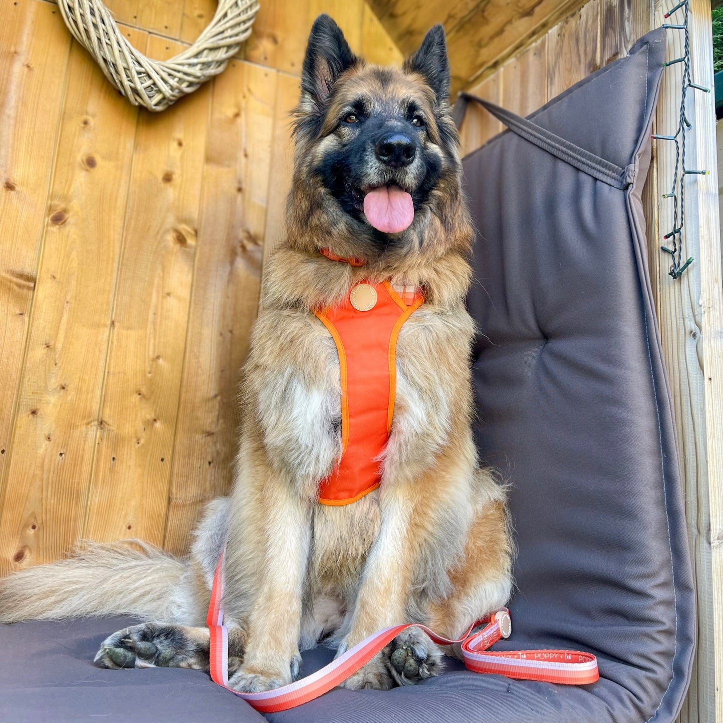 Ombré Essentials | Dog Lead | Auburn Orange