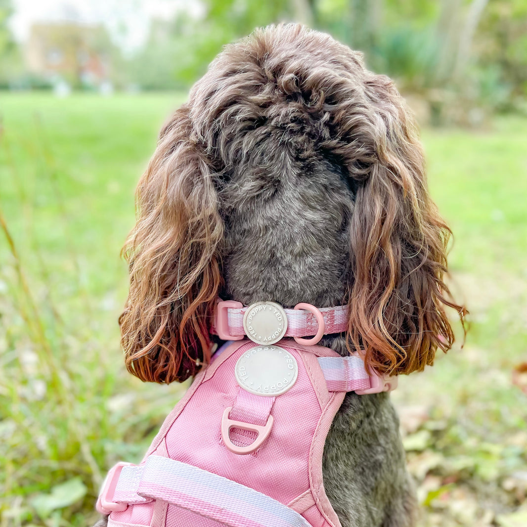 Dog Supplies Outlet Cheap Dog Leads & Clothes Poppy + Ted Page 2