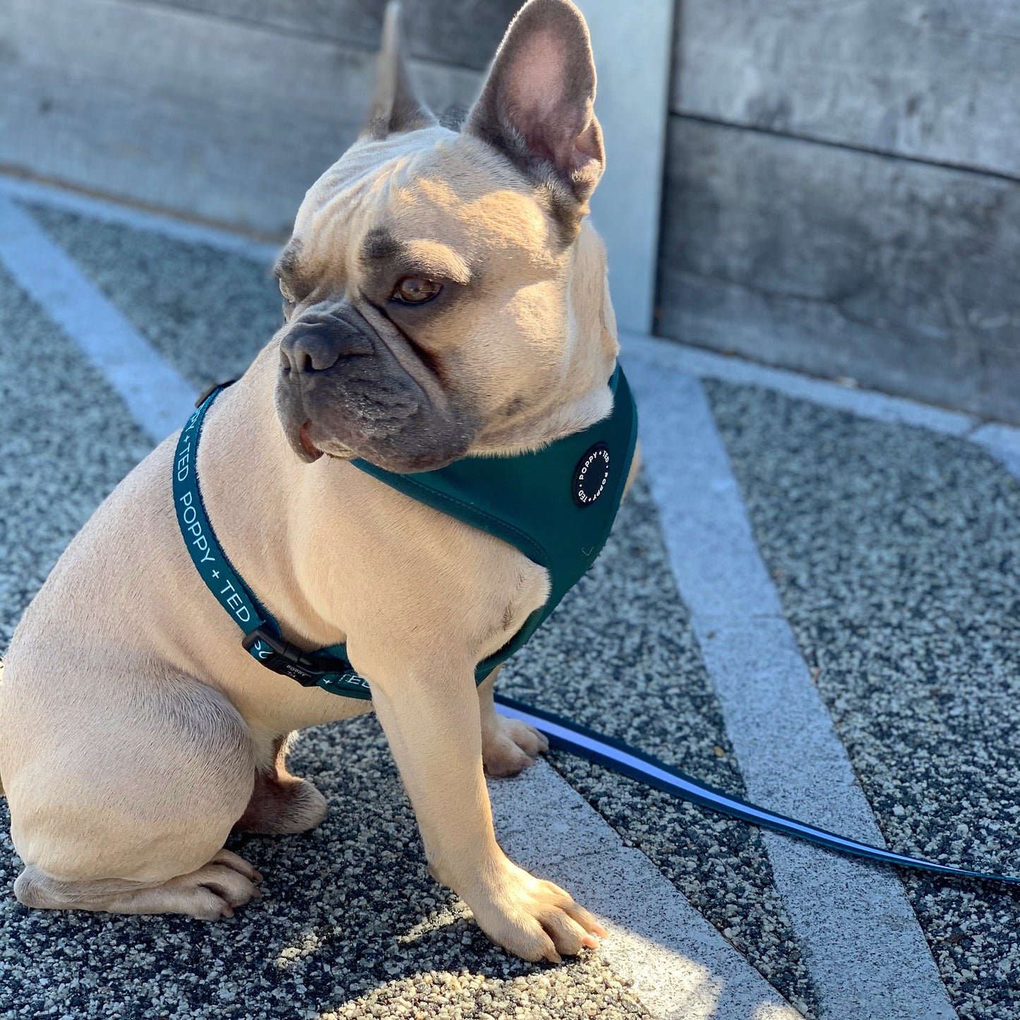 Essentials Collection | Adjustable Dog Harness | Teal