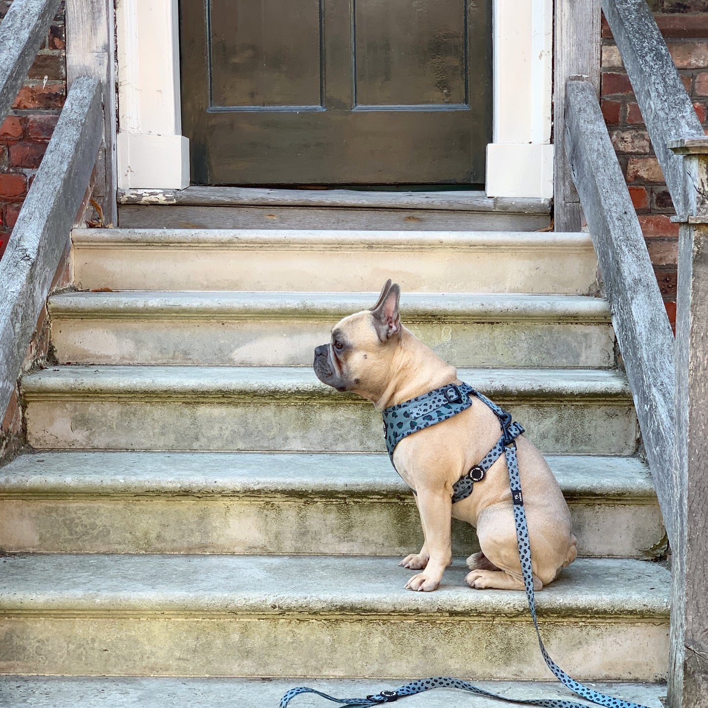 Walk + Wear | Adjustable Dog Harness | Wild Leopard - Khaki