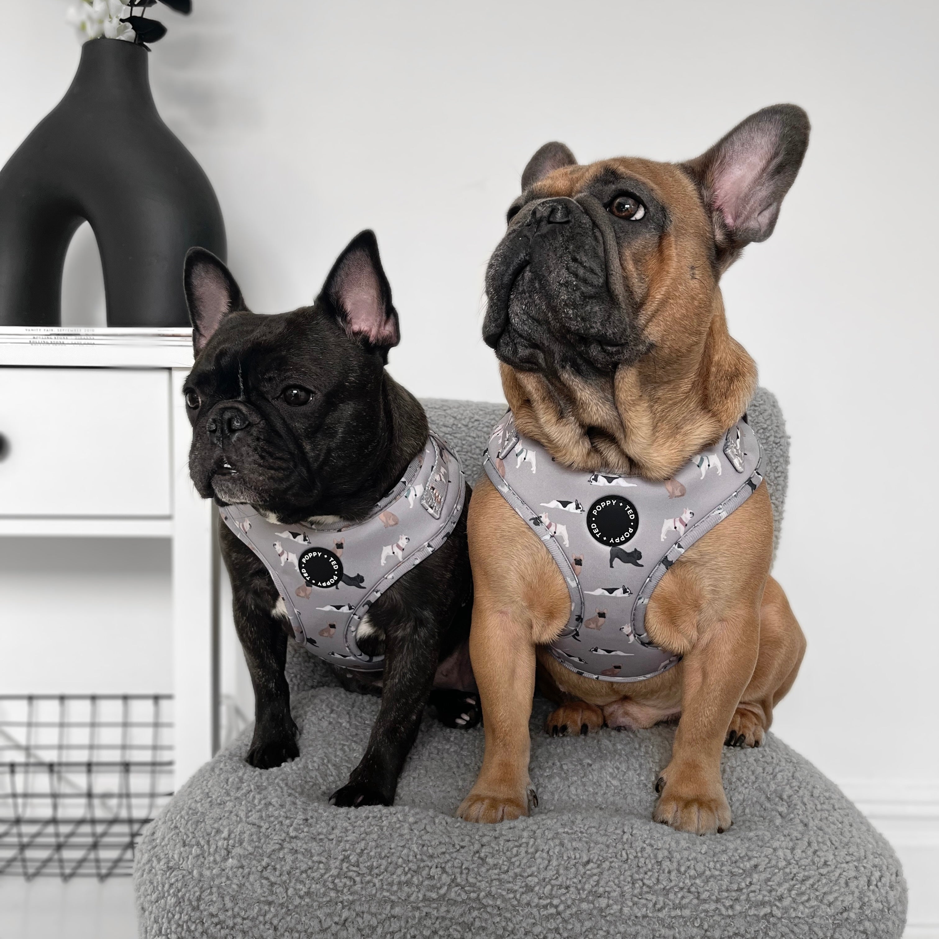 French Bulldog Harness Breed Collection Poppy Ted