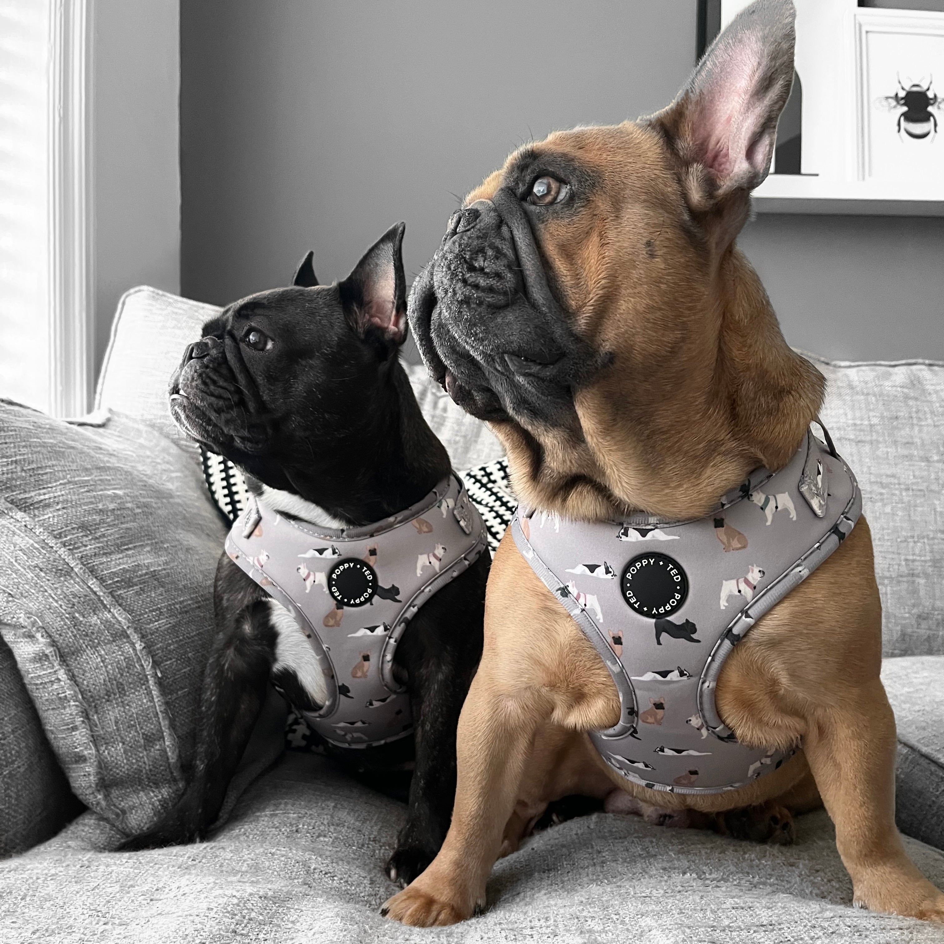 French bulldog clearance harness