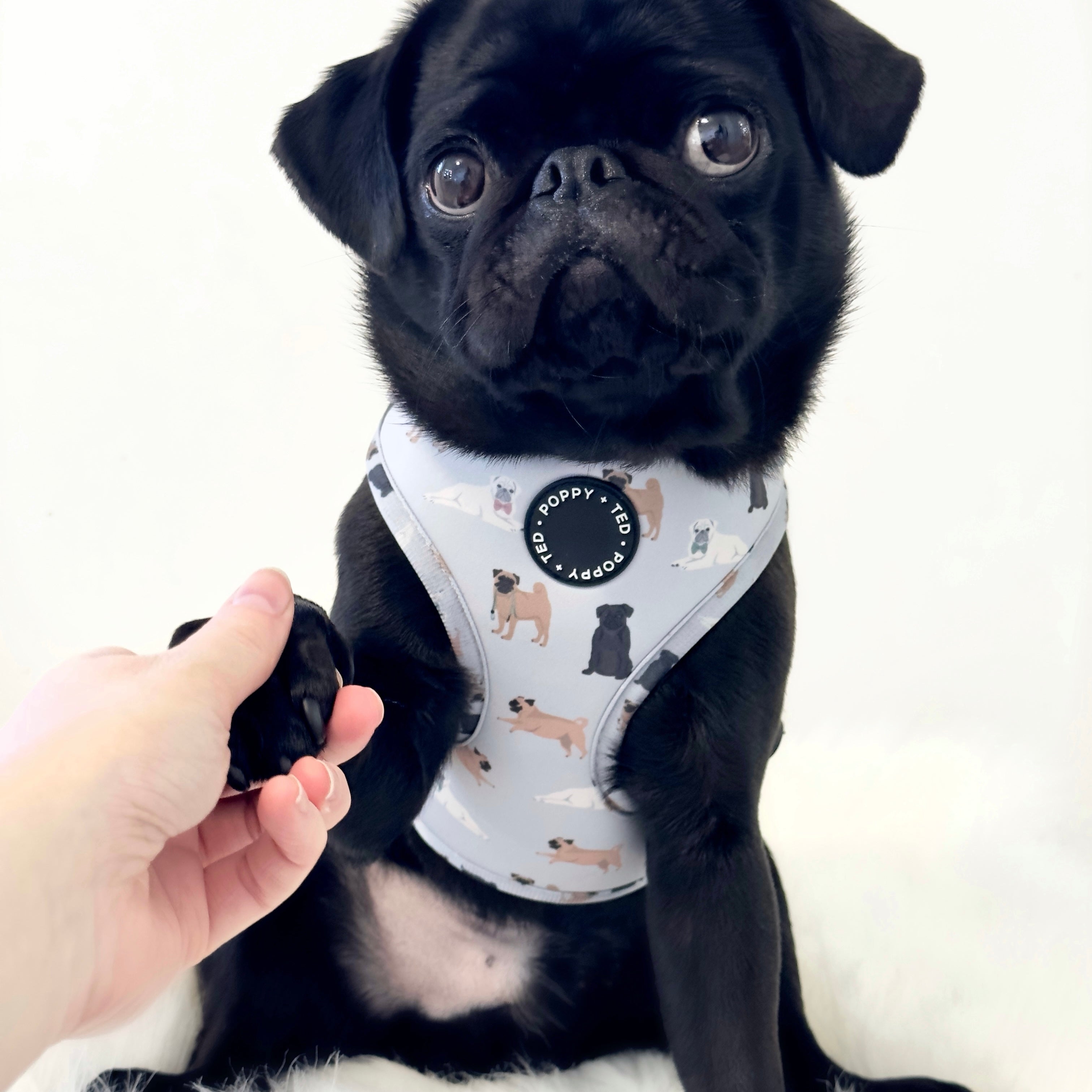 Harness for discount pugs that pull