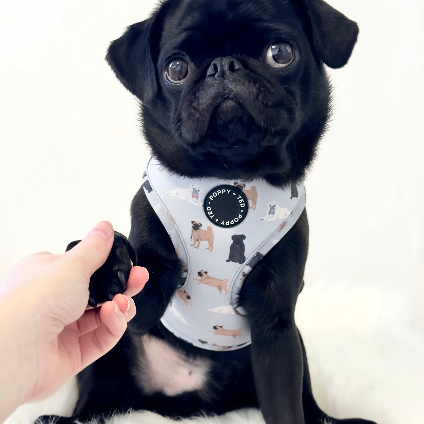 Pug Harness: Breed Collection