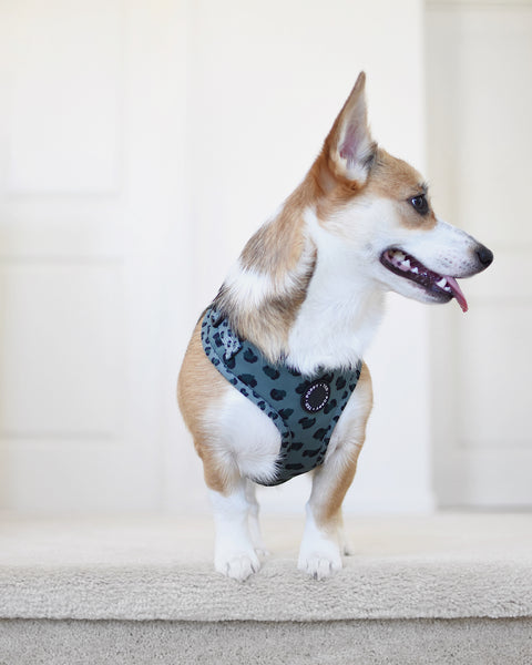 Walk + Wear | Adjustable Dog Harness | Wild Leopard - Khaki