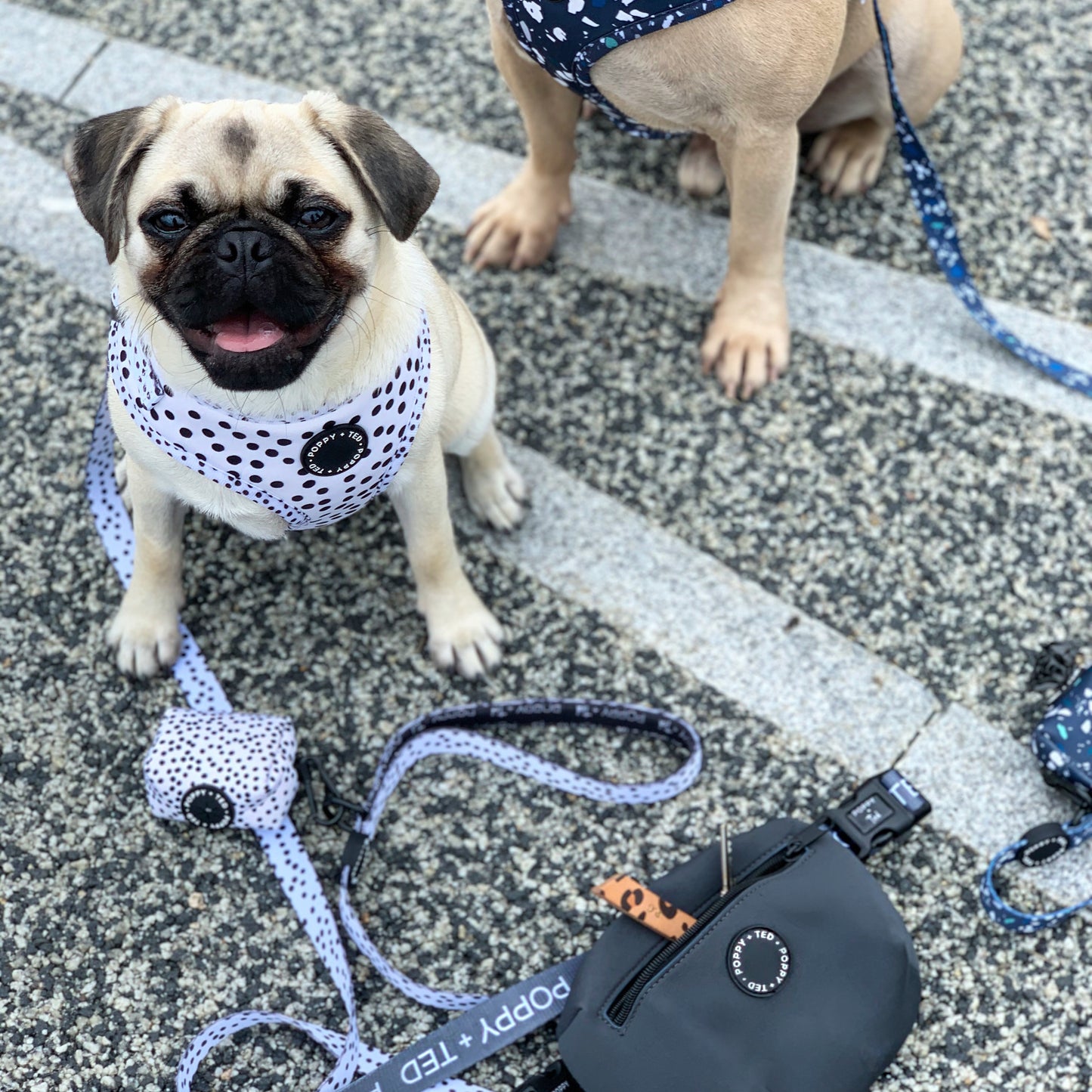 Walk + Wear | Adjustable Dog Harness | Spot that Dog