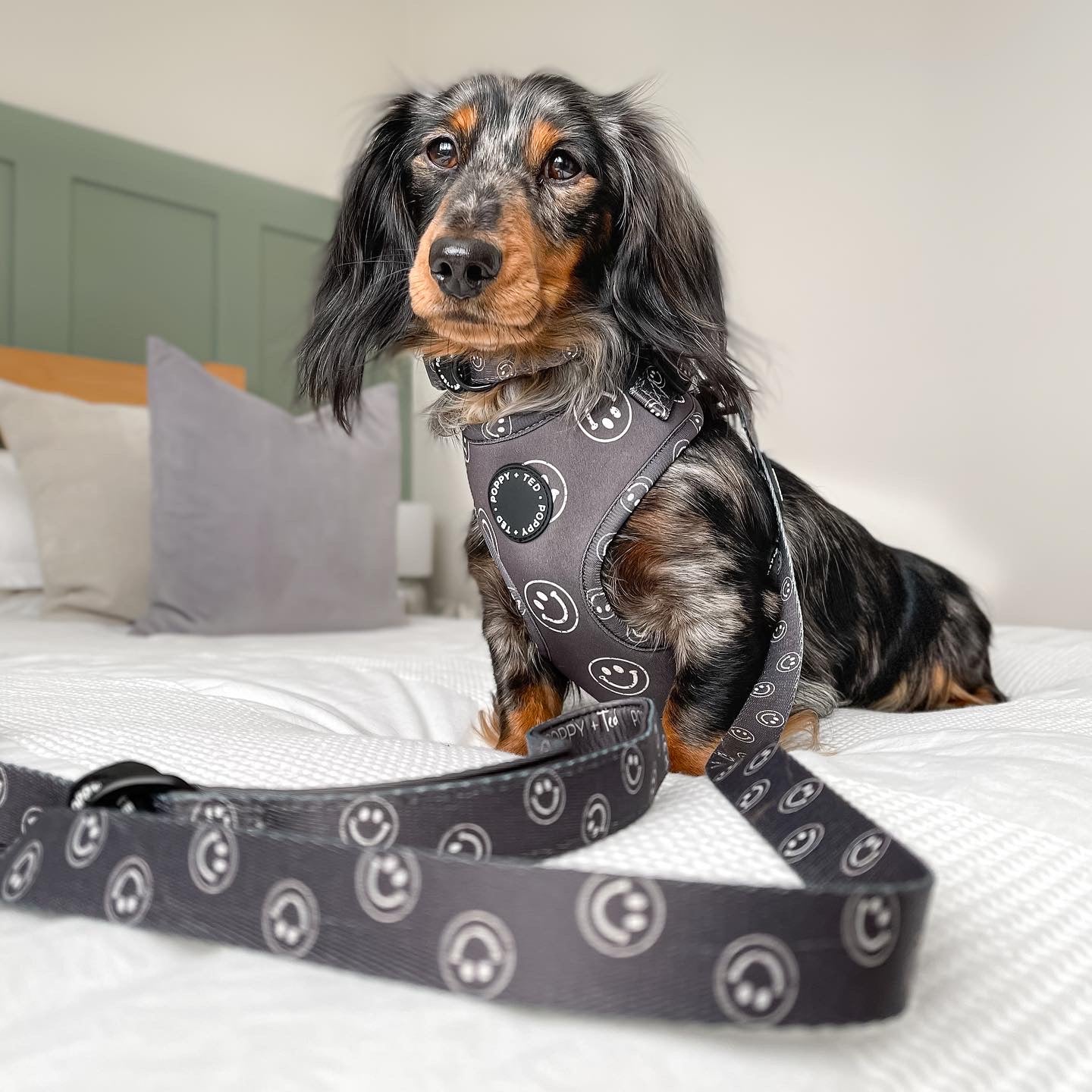 Walk + Wear | Adjustable Dog Harness | Happy Stamp