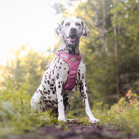 Ombré Essentials | 3-Click Tough Harness | Rose Pink