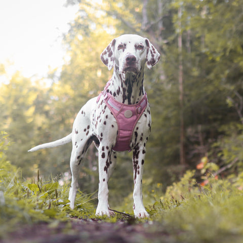Ombré Essentials | 3-Click Tough Harness | Rose Pink