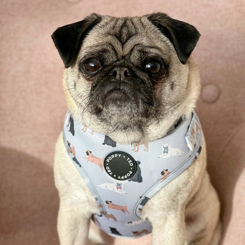 Pug Harness: Breed Collection