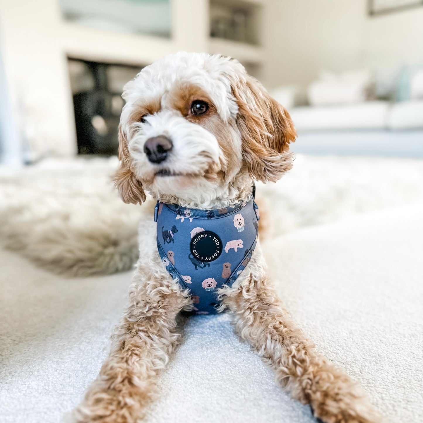 Cockapoo/Cavapoo/Doodle Harness: Breed Collection