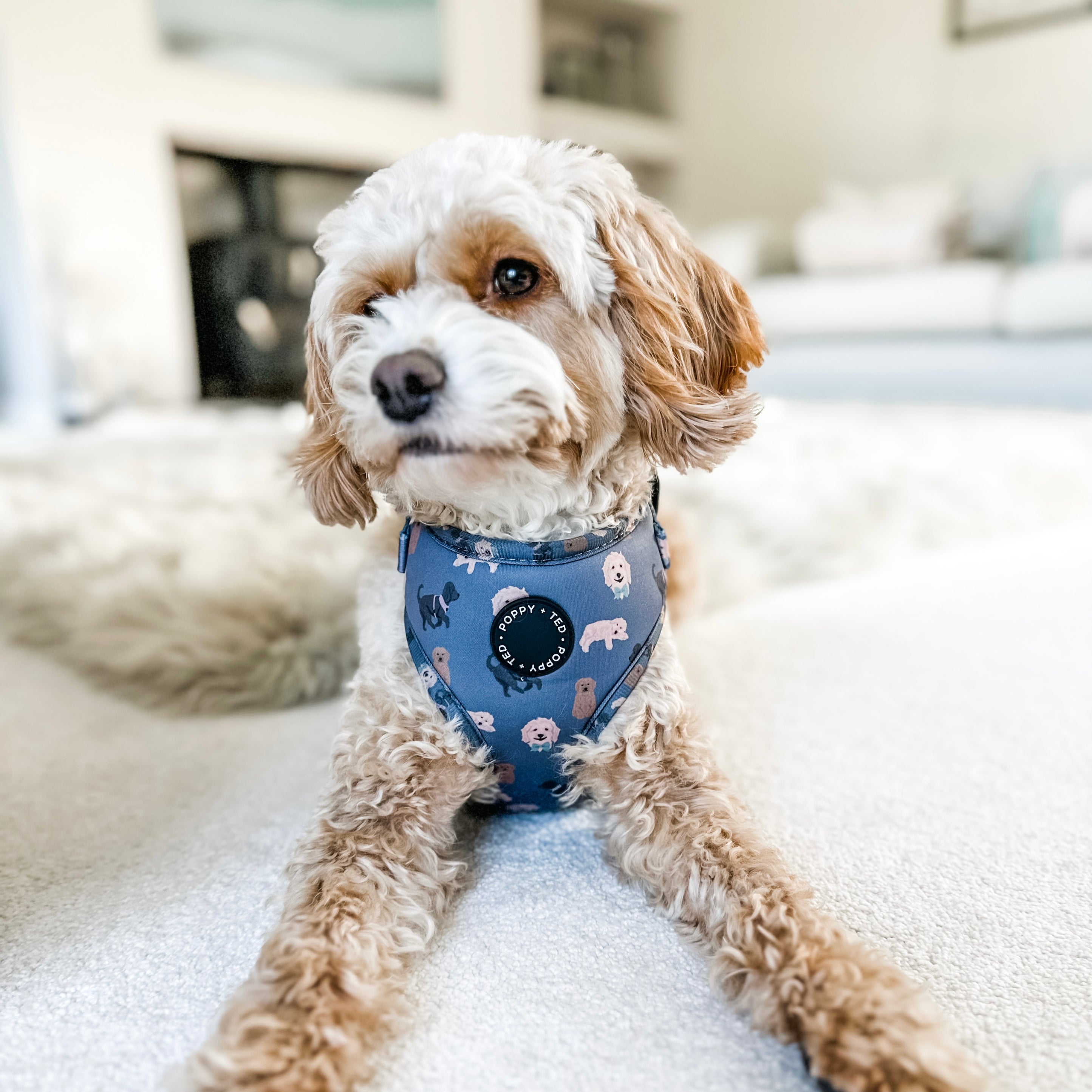 Cockapoo/Cavapoo/Doodle Harness Breed Collection Poppy + Ted