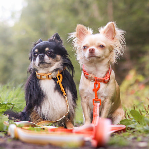 Ombré Essentials | Dog Collar | Yellow Gold