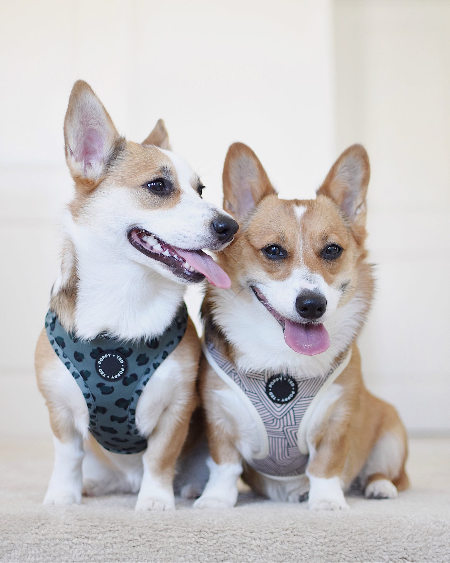 Walk + Wear | Adjustable Dog Harness | Wild Leopard - Khaki