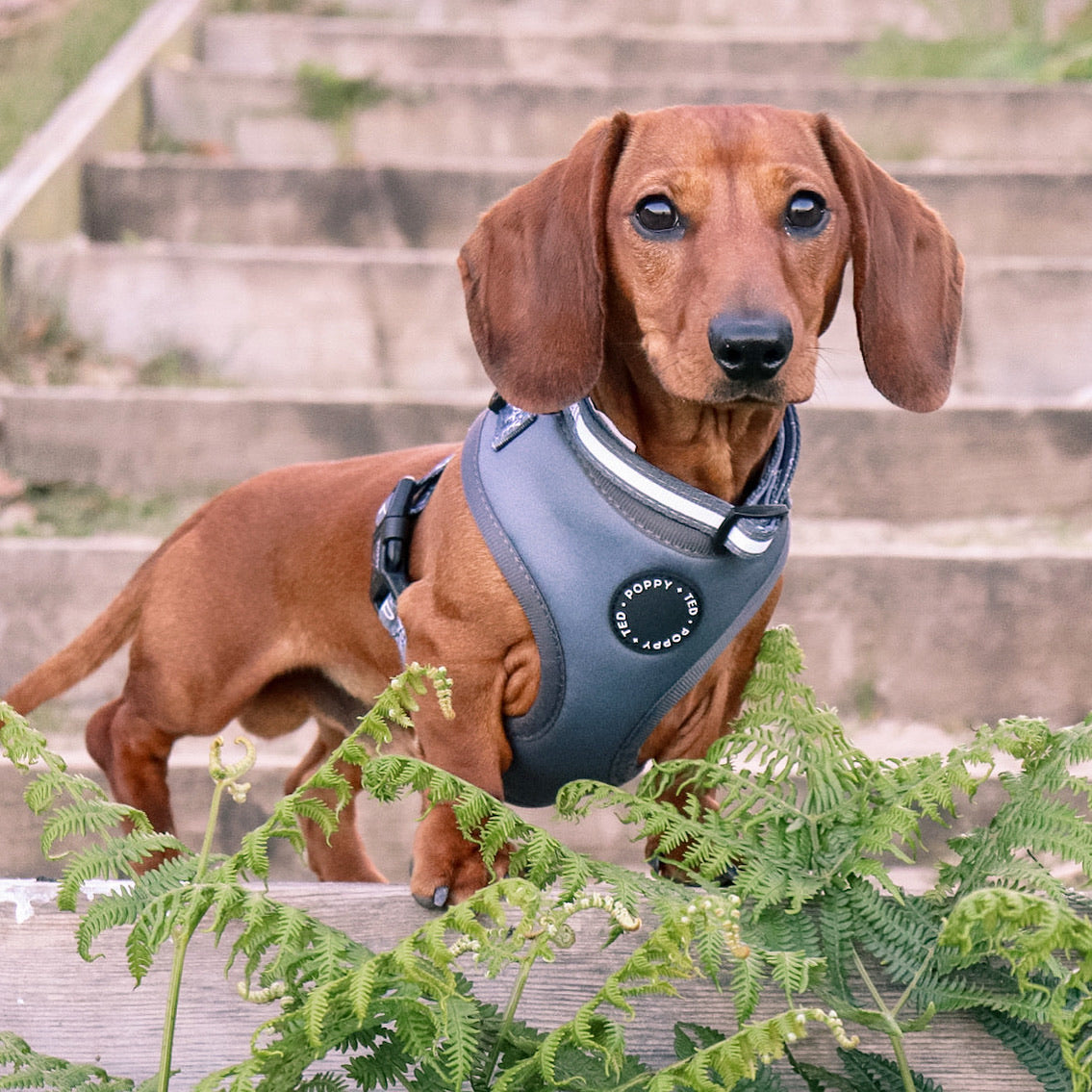 Miniature dachshund puppy store harness