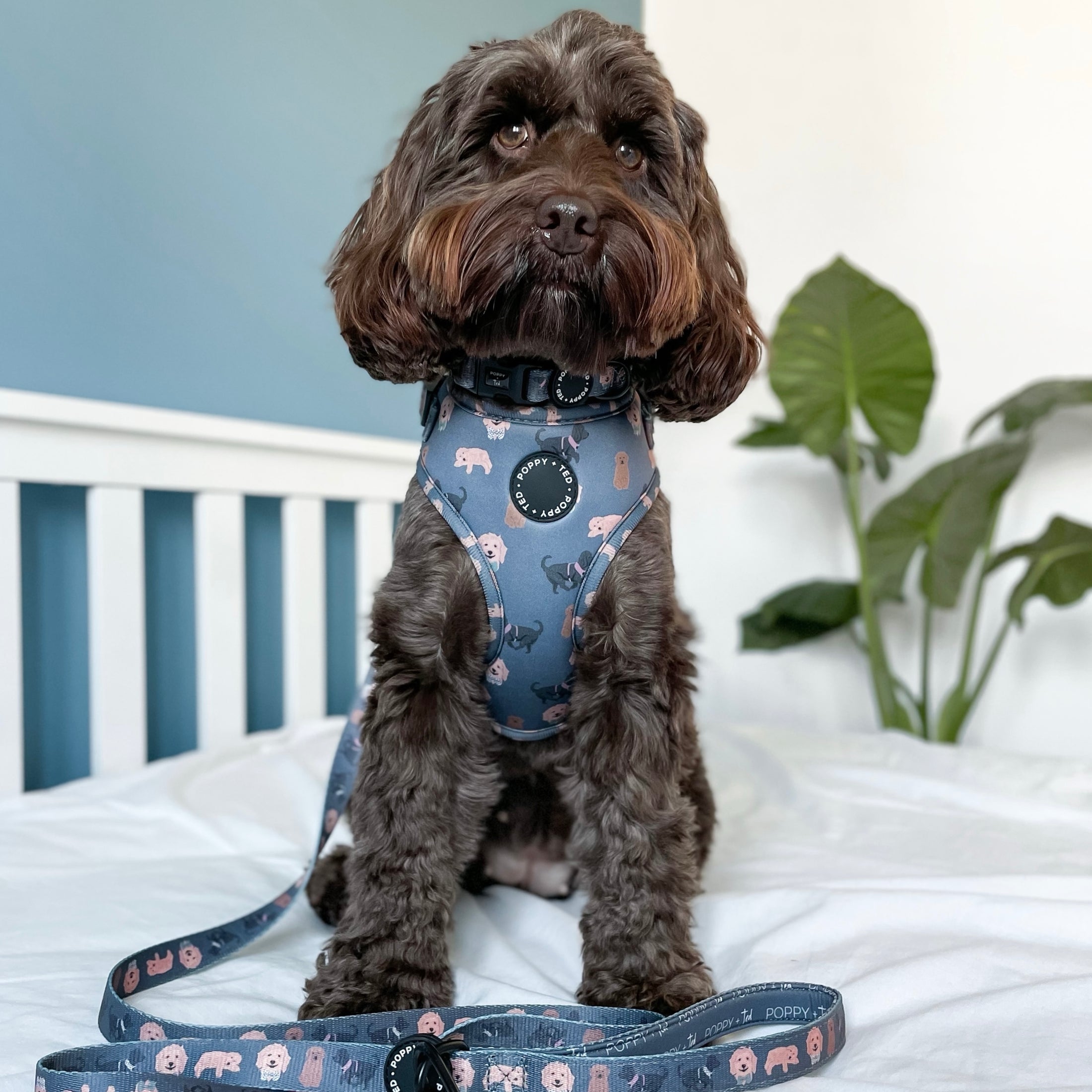 Cockapoo/Cavapoo/Doodle Harness Breed Collection Poppy + Ted