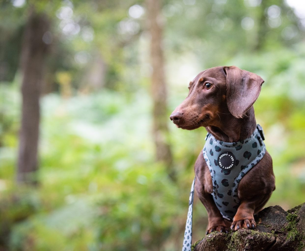 Walk + Wear | Adjustable Dog Harness | Wild Leopard - Khaki