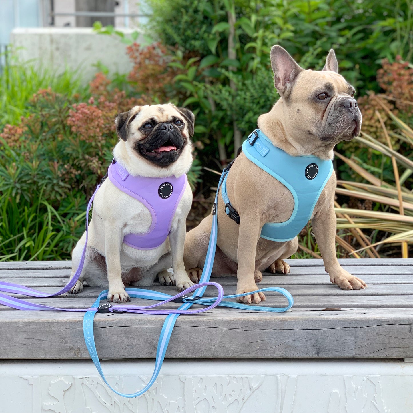 Essentials Collection | Adjustable Dog Harness | Seafoam