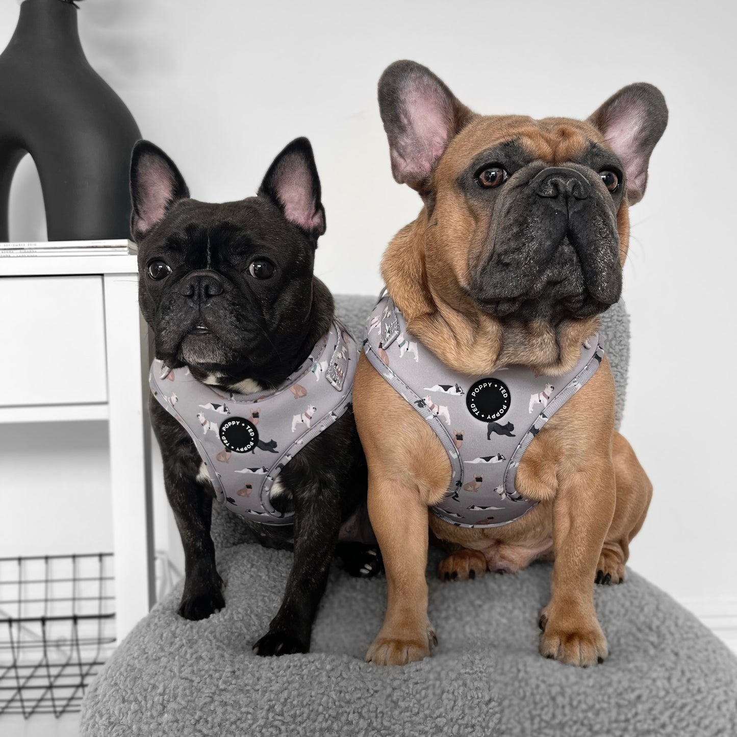 French Bulldog Harness: Breed Collection