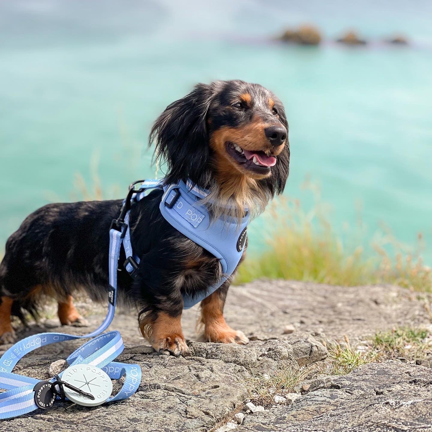 Essentials Collection | Adjustable Dog Harness | Cornflower Blue