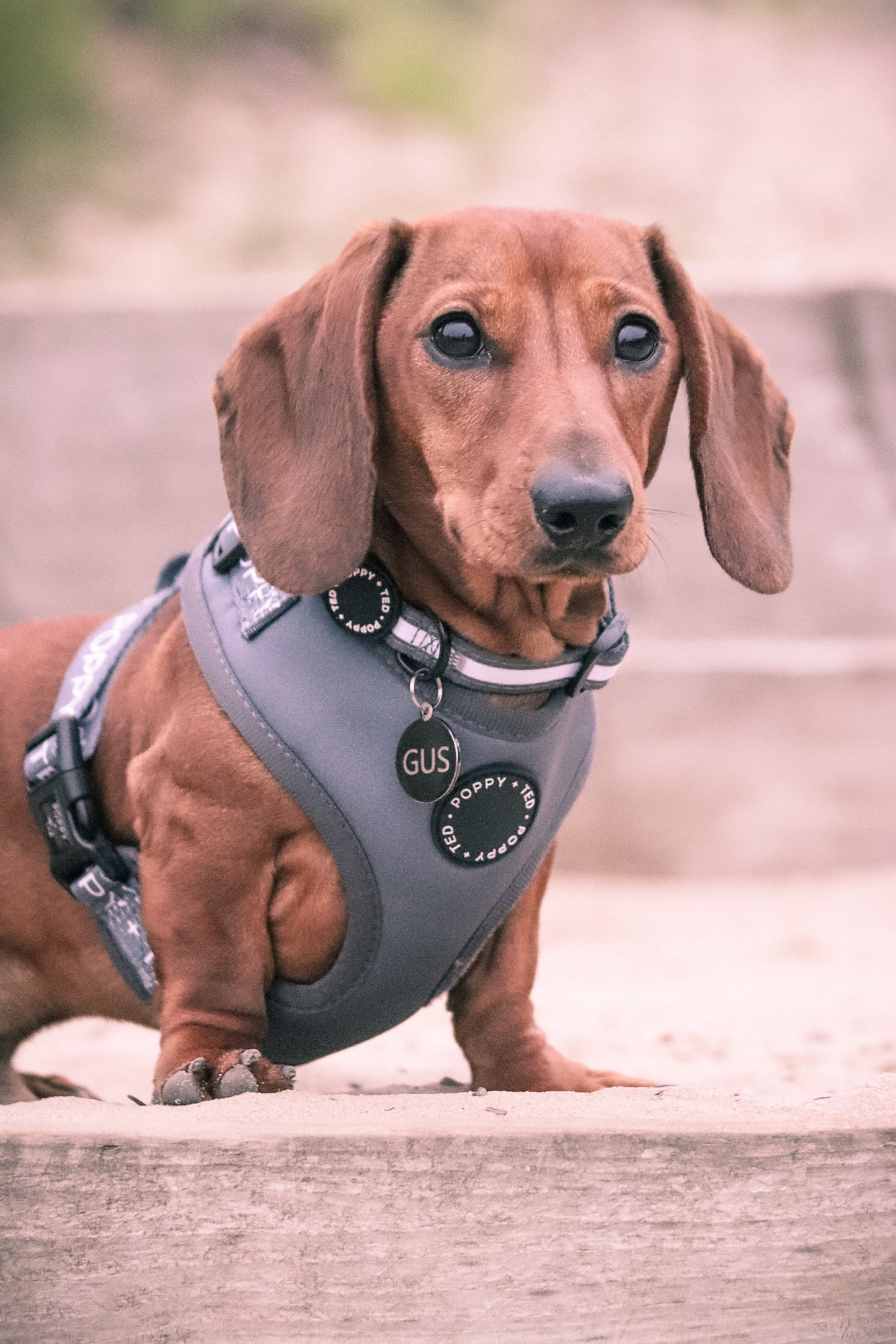 Essentials Collection | Adjustable Dog Harness | Grey