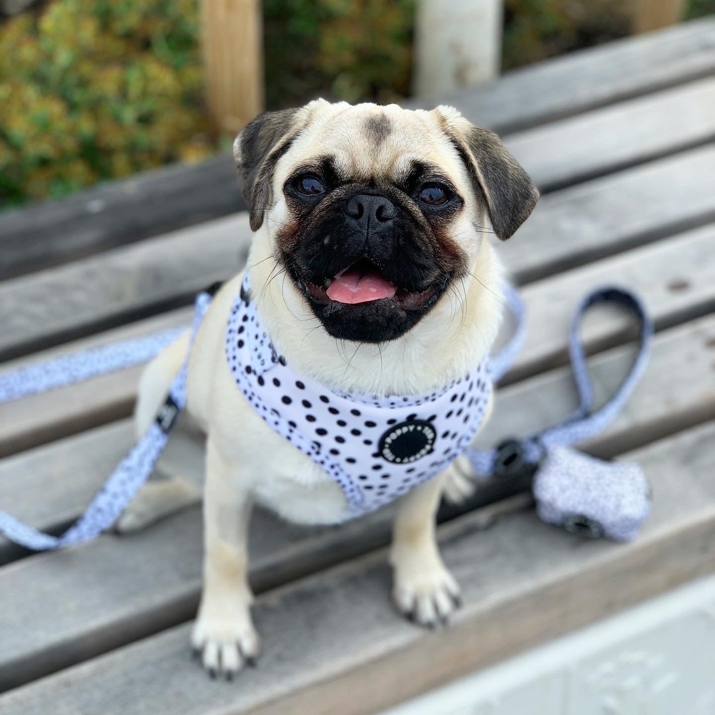 Walk + Wear | Adjustable Dog Harness | Spot that Dog